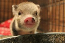Dash- our mini pig :)